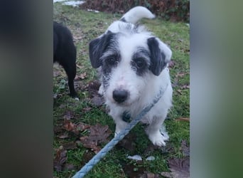 Gisela, klein, knuffig, gemütlich, süß, sucht Körbchen für immer