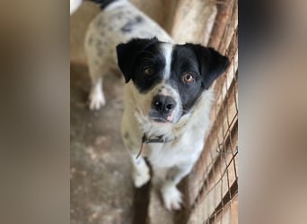 Skittles, geb. ca. 12/2023, lebt in GRIECHENLAND, auf einer privaten Pflegestelle