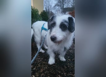 Gisela, klein, knuffig, gemütlich, süß, sucht Körbchen für immer