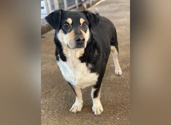 Elyas, geb. ca. 03/2023, lebt in GRIECHENLAND, im städt. Tierheim Serres