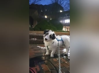 Gisela, klein, knuffig, gemütlich, süß, sucht Körbchen für immer