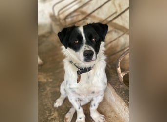 Skittles, geb. ca. 12/2023, lebt in GRIECHENLAND, auf einer privaten Pflegestelle