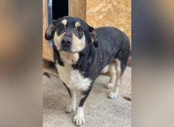 Elyas, geb. ca. 03/2023, lebt in GRIECHENLAND, im städt. Tierheim Serres