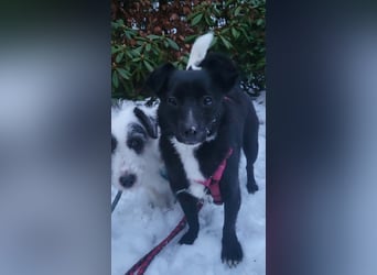 Giesy, klein, schwarz, zuckersüß sucht ihre Menschen