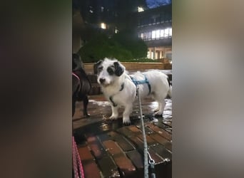 Gisela, klein, knuffig, gemütlich, süß, sucht Körbchen für immer