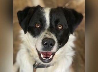 Skittles, geb. ca. 12/2023, lebt in GRIECHENLAND, auf einer privaten Pflegestelle