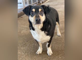 Elyas, geb. ca. 03/2023, lebt in GRIECHENLAND, im städt. Tierheim Serres