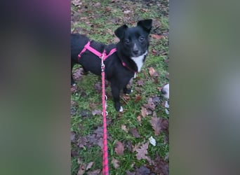 Giesy, klein, schwarz, zuckersüß sucht ihre Menschen