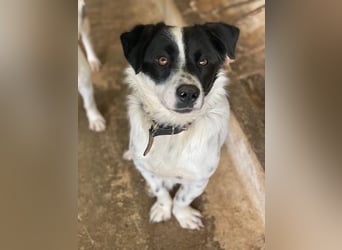 Skittles, geb. ca. 12/2023, lebt in GRIECHENLAND, auf einer privaten Pflegestelle