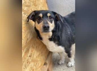 Elyas, geb. ca. 03/2023, lebt in GRIECHENLAND, im städt. Tierheim Serres