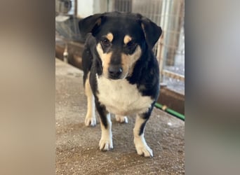 Elyas, geb. ca. 03/2023, lebt in GRIECHENLAND, im städt. Tierheim Serres