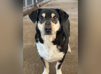 Elyas, geb. ca. 03/2023, lebt in GRIECHENLAND, im städt. Tierheim Serres