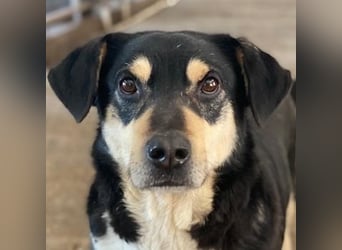 Elyas, geb. ca. 03/2023, lebt in GRIECHENLAND, im städt. Tierheim Serres