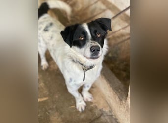 Skittles, geb. ca. 12/2023, lebt in GRIECHENLAND, auf einer privaten Pflegestelle