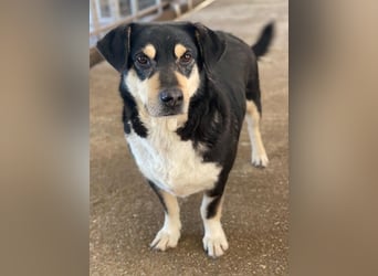 Elyas, geb. ca. 03/2023, lebt in GRIECHENLAND, im städt. Tierheim Serres