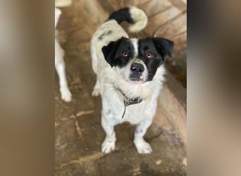 Skittles, geb. ca. 12/2023, lebt in GRIECHENLAND, auf einer privaten Pflegestelle