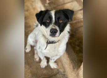 Skittles, geb. ca. 12/2023, lebt in GRIECHENLAND, auf einer privaten Pflegestelle