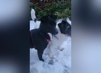 Giesy, klein, schwarz, zuckersüß sucht ihre Menschen