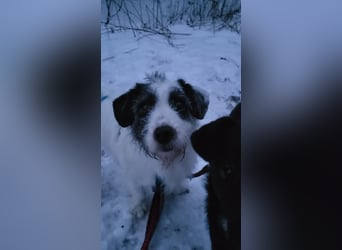 Gisela, klein, knuffig, gemütlich, süß, sucht Körbchen für immer