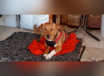 Unkomplizierter Kokoni Mix Cookie wartet aufs Glück