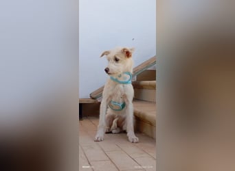 Dora , aufgeweckter TerrierMix