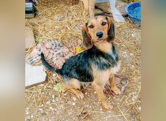 Zarte Tine, Brackenmix, hofft auf ihr Weihnachtswunder