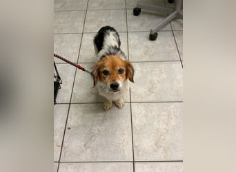 Herzenshund Struppi sucht seine Herzensmenschdn