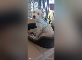 Dora , aufgeweckter TerrierMix