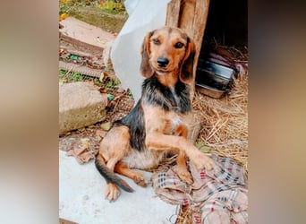 Zarte Tine, Brackenmix, hofft auf ihr Weihnachtswunder