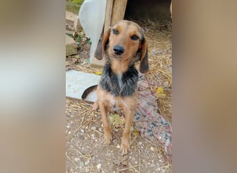 Zarte Tine, Brackenmix, hofft auf ihr Weihnachtswunder