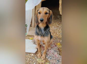 Zarte Tine, Brackenmix, hofft auf ihr Weihnachtswunder