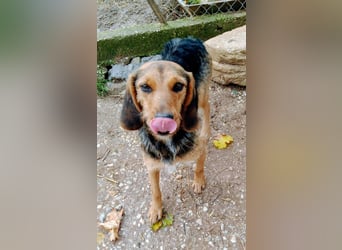 Zarte Tine, Brackenmix, hofft auf ihr Weihnachtswunder