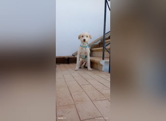 Dora , aufgeweckter TerrierMix