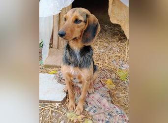 Zarte Tine, Brackenmix, hofft auf ihr Weihnachtswunder