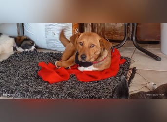 Unkomplizierter Kokoni Mix Cookie wartet aufs Glück