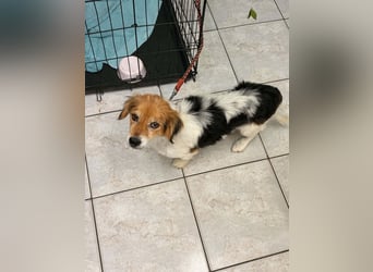 Herzenshund Struppi sucht seine Herzensmenschdn