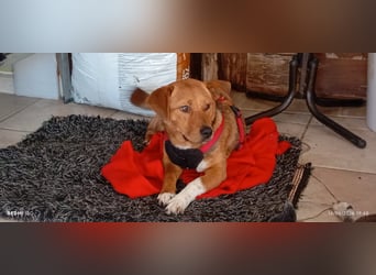 Unkomplizierter Kokoni Mix Cookie wartet aufs Glück