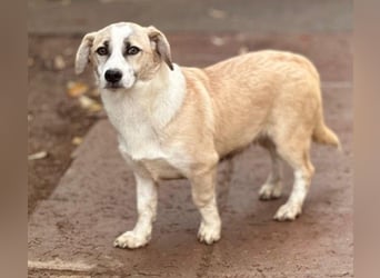 Süßer Emoji wartet auf Pflegestelle