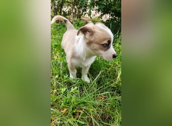 Süßer Emoji wartet auf Pflegestelle