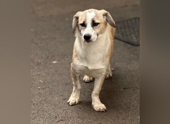 Süßer Emoji wartet auf Pflegestelle