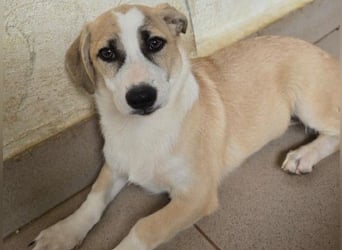 Süßer Emoji wartet auf Pflegestelle