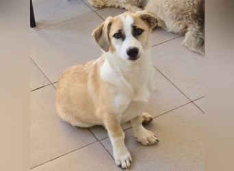 Süßer Emoji wartet auf Pflegestelle