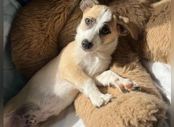 Süßer Emoji wartet auf Pflegestelle