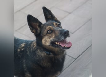 Sanfte Eva sucht warmes Körbchen