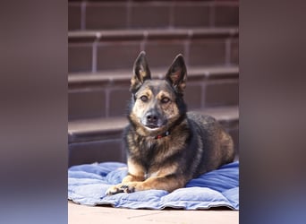 Sanfte Eva sucht warmes Körbchen