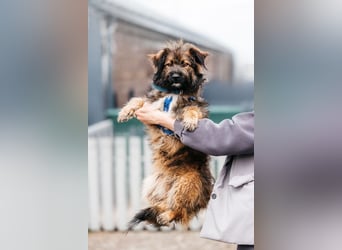 Sensibler Paul sucht seine Menschen