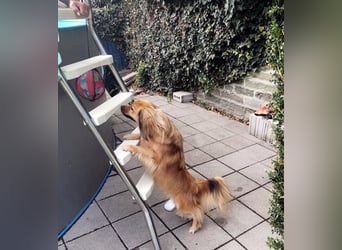 ROBY - bei Unbekanntem bin ich zurückhaltend, habe ich aber Vertrauen lasse ich mich gerne kraulen