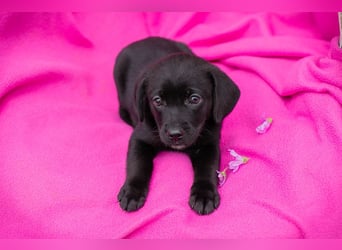 Chip 258233 - das Welpenmädchen sucht ein Zuhause und eine Namenspatenschaft