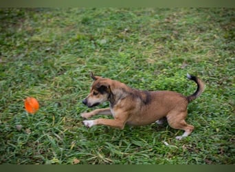 MAIKO - der lustige und fröhliche Rüde freut sich auf ein tolles Für-Immer Zuhause