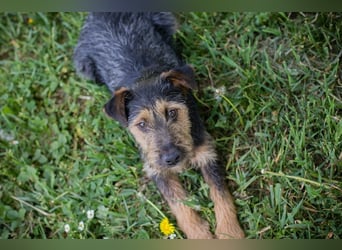 PERCY - der liebe Junghund mag Menschen und Artgenossen und sucht ein tolles Zuhause